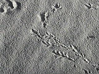 Footprints in the sand, Jones Beach State Park, NY