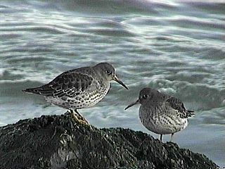 Pair of Purple Sandpipers - Jones Beach State Park, NY