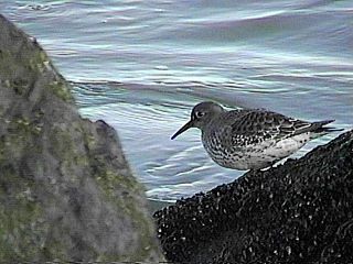 Purple Sandpiper on a jetty - Jones Beach State Park, NY