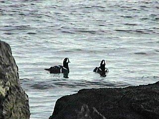 Harlequin Ducks off the West End Beach jetties, Jones Beach State Park, NY