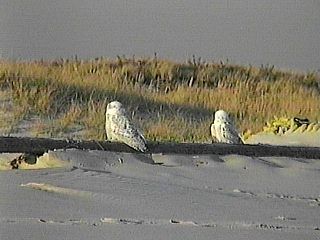 Pair of Snowy Owls, West End Beach, Jones Beach State Park, NY