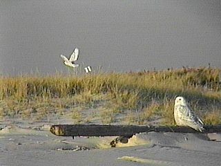 One Snowy Owl takes off, while the other remains - Jones Beach State Park, NY