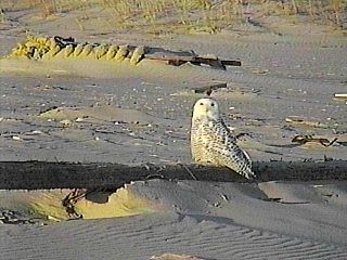 Snowy Owl - West End Beach, Jones Beach State Park, NY