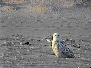 Snowy Owl at Jones Beach State Park, NY