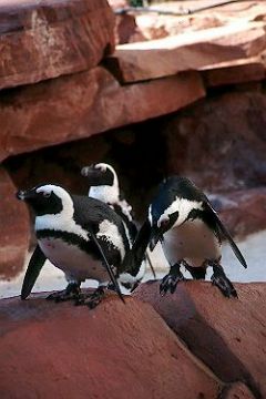 Jackass Penguins at the Flamingo Hilton