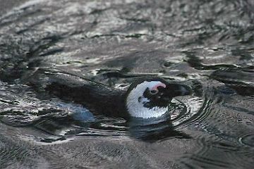 Jackass Penguin, Flamingo Hilton Hotel, Las Vegas, Nevada