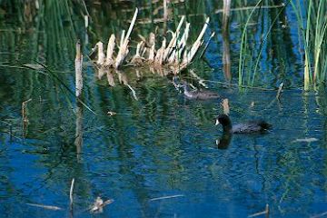 American Coot - Adult and immature at Corn Creek