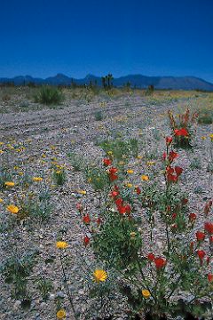 Roadside Wildflowers near Cold Creek