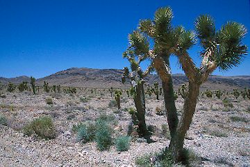 Joshua Trees near Cold Creek