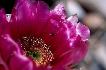 Cactus flower