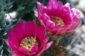 Cactus flowers near Cold Creek