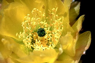 Cactus flowers near Cold Creek