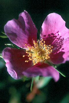 wildflowers near Cold Creek