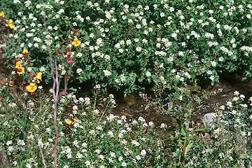 Wildflowers along Cold Creek