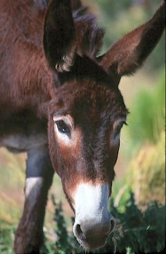 Wild Burro at Cold Creek