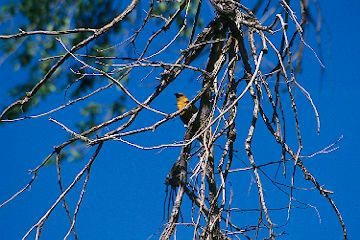 Yellow-headed Blackbird at Tule Springs