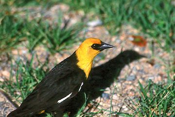 Yellow-headed Blackbird