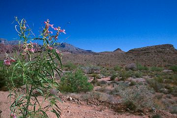 Near Red Rock Canyon