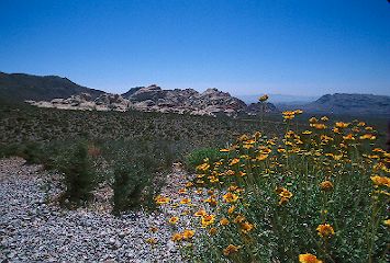 Wildflowers at Red Rock Canyon