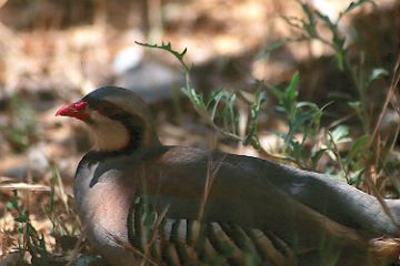 My life Chukar