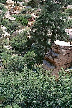 Trail near Willow Springs