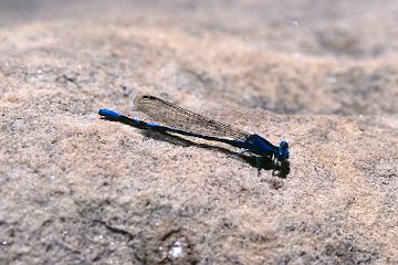 Dragonfly - okay so a year later I find out it is a damselfly