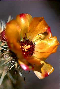 Cholla in bloom