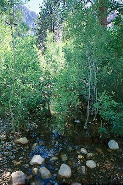 Stream in Pine Creek Canyon