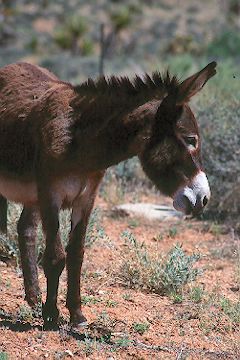 Wild Burro outside Red Rock Canyon