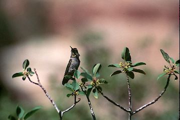 Broad-tailed Hummingbird