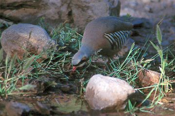 Chukar at Willow Creek