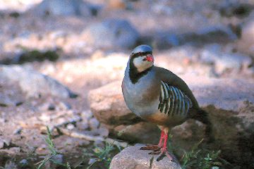 Chukar