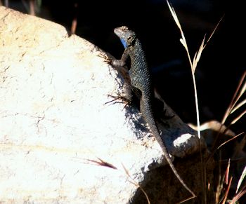 Lizard with a blue throat at Willow Creek