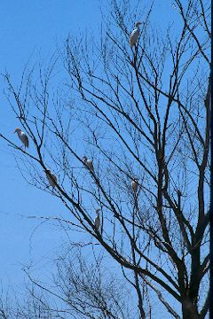 Cattle Egrets at Overton Wildlife Management Area