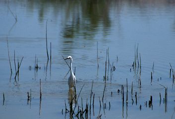 Great Egret