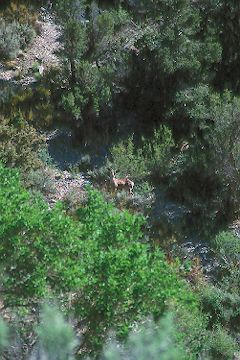 Near Mount Charleston