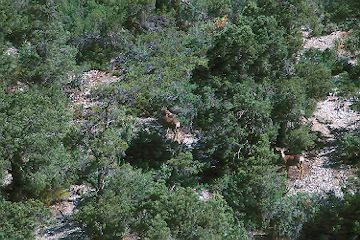 White-tailed Deer