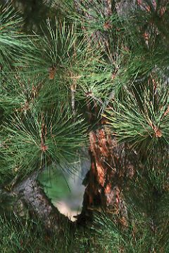 Pine near Jane's Faces