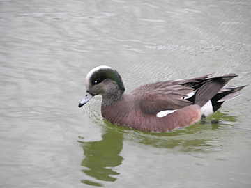 American Wigeon in Socorro, New Mexico