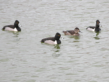 Three male and one female Ring-necked Ducks, Socorro, New Mexico