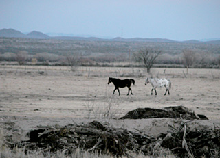 On the way to Bosqe del Apache NWR