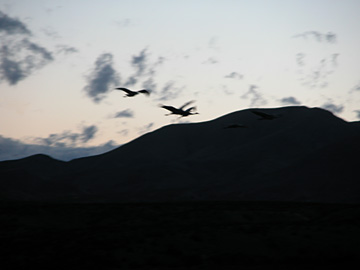 Sandhill Cranes at Bosque del Apache, NWR