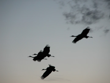 Sandhill Cranes flying into Bosque del Apache, NWR