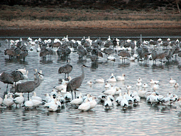 Sandhill Cranes, Snow Geese, and maybe a Ross's Goose or two at Bosque del Apache NWR, New Mexico