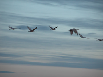 Early Morning Sandhill Cranes, Bosque del Apache, NWR, New Mexico