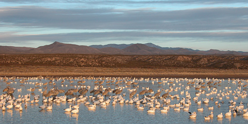 Snow Geese and Sandhill Cranes - Bosque del Apache NWR, New Mexico