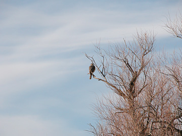 Bald Eagle at Bosque del Apache NWR, New Mexico