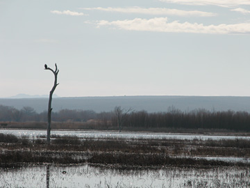 Bald Eagle Perch