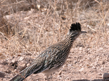 Greater Roadrunner at Bosque del Apache NWR