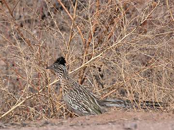 This Roadrunner was very cooperative.